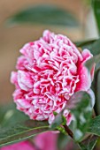 THE CONIFERS, OXFORDSHIRE: CLOSE UP OF PINK AND WHITE FLOWER OF CAMELLIA JAPONICA VOLUNTEER. EVERGREENS, SHRUBS, WINTER, RED, HARDY