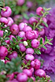 THE CONIFERS, OXFORDSHIRE: CLOSE UP OF PINK BERRIES, FRUITS OF PERNETTYA MUCRONATA, GAULTHERIA, EVERGREENS, SHRUBS, WINTER, BERRY