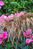 THE CONIFERS, OXFORDSHIRE: CLOSE UP OF PINK AND WHITE FLOWERS OF CYCLAMEN AND GRASS - BRONZE SEDGE GRASS CAREX COMANS BRONZE FORM, GRASSES, BROWN, PERENNIALS, SEDGES, FOLIAGE
