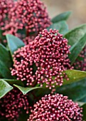 THE CONIFERS, OXFORDSHIRE: CLOSE UP OF PINK, RED FLOWERS OF SKIMMIA JAPONICA DELIBOLWI DELIGHT. SHRUBS, WINTER, EVERGREENS