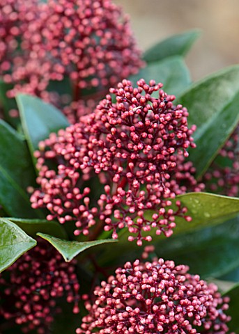 THE_CONIFERS_OXFORDSHIRE_CLOSE_UP_OF_PINK_RED_FLOWERS_OF_SKIMMIA_JAPONICA_DELIBOLWI_DELIGHT_SHRUBS_W
