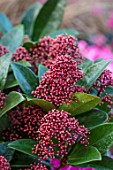THE CONIFERS, OXFORDSHIRE: CLOSE UP OF PINK, RED FLOWERS OF SKIMMIA JAPONICA DELIBOLWI DELIGHT. SHRUBS, WINTER, EVERGREENS