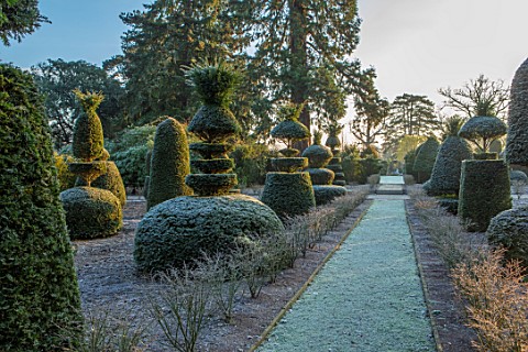 MALVERLEYS_HAMPSHIRE_WINTER_FROST_FROSTY_PATHS_CLIPPED_YOPIARY_YEW_SHAPES_FORMAL_COUNTRY_GARDEN_DWAR
