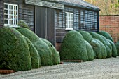 MALVERLEYS, HAMPSHIRE: WINTER, FROST, FROSTY, CLIPPED TOPIARY CLOUD PRUNED HEDGES, HEDGING, SHED, BUILDING, OFFICE, DRIVE