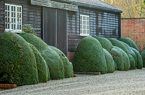 MALVERLEYS_HAMPSHIRE_WINTER_FROST_FROSTY_CLIPPED_TOPIARY_CLOUD_PRUNED_HEDGES_HEDGING_SHED_BUILDING_O