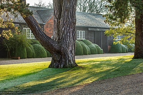 MALVERLEYS_HAMPSHIRE_WINTER_FROST_FROSTY_CLIPPED_TOPIARY_CLOUD_PRUNED_HEDGES_HEDGING_SHED_BUILDING_O