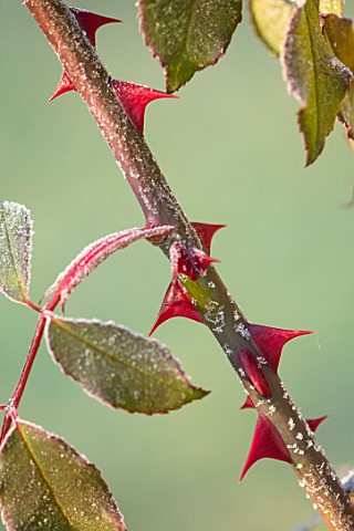 MALVERLEYS_HAMPSHIRE_WINTER_FROST_FROSTY_RED_THORNS_ROSES