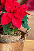 THE CONIFERS, OXFORDSHIRE: CHRISTMAS - POINSETTIAS IN CONTAINER ON TABLE IN SITTING ROOM. HOUSEPLANTS, INDOOR, RED, FLOWERS