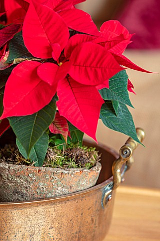 THE_CONIFERS_OXFORDSHIRE_CHRISTMAS__POINSETTIAS_IN_CONTAINER_ON_TABLE_IN_SITTING_ROOM_HOUSEPLANTS_IN