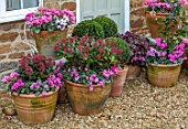 THE CONIFERS, OXFORDSHIRE: CHRISTMAS - FRONT GARDEN, PATIO, GRAVEL, CONTAINERS, CYCLAMEN, CAMELLIA JAPONICA VOLUNTEER, CYCLAMEN, SKIMMIA, BOX