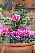THE CONIFERS, OXFORDSHIRE: CHRISTMAS - FRONT GARDEN, CONTAINERS, CYCLAMEN, CAMELLIA JAPONICA VOLUNTEER, PINK, FLOWERS, POTS, WINTER