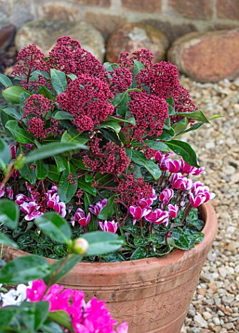 THE_CONIFERS_OXFORDSHIRE_CHRISTMAS__CYCLAMEN_AND_PINK_RED_FLOWERS_OF_SKIMMIA_JAPONICA_DELIBOLWI_DELI