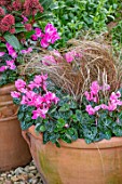 THE CONIFERS, OXFORDSHIRE: CHRISTMAS - CYCLAMEN AND CAREX BRONZE FORM IN CONTAINERS, GRAVEL, GARDEN, COTSWOLDS, COTTAGE, ENGLISH, COUNTRY