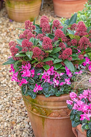 THE_CONIFERS_OXFORDSHIRE_CHRISTMAS__CYCLAMEN_PINK_RED_FLOWERS_OF_SKIMMIA_JAPONICA_DELIBOLWI_DELIGHT_