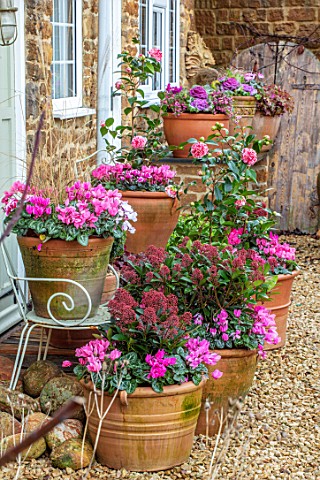 THE_CONIFERS_OXFORDSHIRE_CHRISTMAS__FRONT_GARDEN_PATIO_GRAVEL_CONTAINERS_CYCLAMEN_CAMELLIA_JAPONICA_
