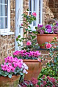 THE CONIFERS, OXFORDSHIRE: CHRISTMAS - FRONT GARDEN, PATIO, GRAVEL, CONTAINERS, CYCLAMEN, CAMELLIA JAPONICA VOLUNTEER, CYCLAMEN, ORNAMENTAL KALE NAGOYA ROSE, SKIMMIA