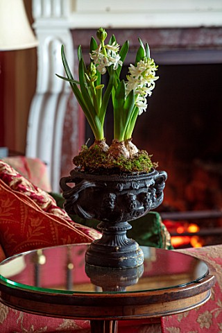 MARBURY_HALL_SHROPSHIRE_DESIGNER_SOFIE_PATONSMITH__THE_LIBRARY_RED_CHRISTMAS_WHITE_HYACINTH_IN_BLACK