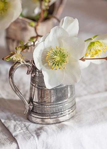 WARDINGTON_MANOR_OXFORDSHIRE_FLORIST_SHANE_CONNOLLY__DINING_ROOM_VASES_CONTAINER_WITH_CHRISTMAS_ROSE
