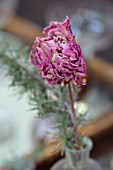 MERRYWOOD, JACKY HOBBS HOUSE, LONDON: NATURAL DECORATION, CHRISTMAS: DRIED PINK PEONY, LARCH EVERGREEN SPRIG, VINTAGE BOTTLE, TABLE SETTING