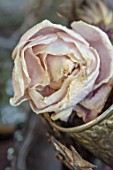 MERRYWOOD, JACKY HOBBS HOUSE, LONDON: NATURAL DECORATION, CHRISTMAS: DRIED PINK PEONY, SILVER EMBOSSED GOBLET, TABLE SETTING