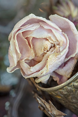 MERRYWOOD_JACKY_HOBBS_HOUSE_LONDON_NATURAL_DECORATION_CHRISTMAS_DRIED_PINK_PEONY_SILVER_EMBOSSED_GOB