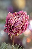 MERRYWOOD, JACKY HOBBS HOUSE, LONDON: NATURAL DECORATION, CHRISTMAS: DRIED PINK PEONY, TABLE SETTING