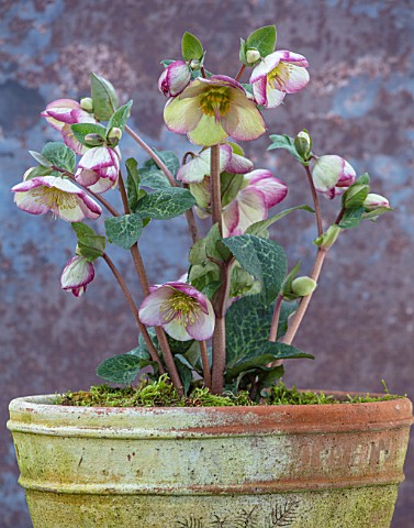 CLOSE_UP_OF_HELLEBORUS__RODNEY_DAVEY_MARBLED_GROUP__GLENDAS_GLOSS_IN_TERRACOTTA_CONTAINER_FLOWERS_FL