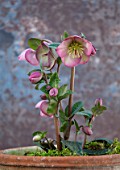 CLOSE UP OF HELLEBORUS ( RODNEY DAVEY MARBLED GROUP ) SALLYS SHELL IN TERRACOTTA CONTAINER. FLOWERS, FLOWERING, SPRINMG, WINTER, HELLEBORES, PINK
