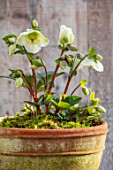 CLOSE UP OF HELLEBORUS ( RODNEY DAVEY MARBLED GROUP ) MOLLYS WHITE IN TERRACOTTA CONTAINER. FLOWERS, FLOWERING, SPRINMG, WINTER, HELLEBORES, CREAM, WHITE, GREEN