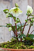 CLOSE UP OF HELLEBORUS ( RODNEY DAVEY MARBLED GROUP ) MOLLYS WHITE IN TERRACOTTA CONTAINER. FLOWERS, FLOWERING, SPRINMG, WINTER, HELLEBORES, CREAM, WHITE, GREEN