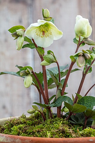 CLOSE_UP_OF_HELLEBORUS__RODNEY_DAVEY_MARBLED_GROUP__MOLLYS_WHITE_IN_TERRACOTTA_CONTAINER_FLOWERS_FLO