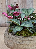 CLOSE UP OF HELLEBORUS ( RODNEY DAVEY MARBLED GROUP ) DOROTHYS DAWN - FROST KISS SERIES - IN STONE URN. FLOWERS, FLOWERING, SPRINMG, WINTER, HELLEBORES, LIGHT, PINK