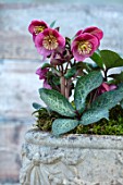 CLOSE UP OF HELLEBORUS ( RODNEY DAVEY MARBLED GROUP ) DOROTHYS DAWN - FROST KISS SERIES IN A STONE URN. FLOWERS, FLOWERING, SPRINMG, WINTER, HELLEBORES, LIGHT, PINK