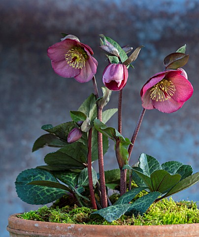 CLOSE_UP_OF_HELLEBORUS__RODNEY_DAVEY_MARBLED_GROUP__PENNYS_PINK__FROST_KISS_SERIES_IN_TERRACOTTA_CON