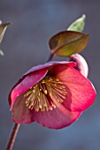 CLOSE UP OF HELLEBORUS ( RODNEY DAVEY MARBLED GROUP ) PENNYS PINK - FROST KISS SERIES. FLOWERS, FLOWERING, SPRINMG, WINTER, HELLEBORES, PINK