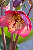 CLOSE UP OF HELLEBORUS ( RODNEY DAVEY MARBLED GROUP ) PENNYS PINK - FROST KISS SERIES. FLOWERS, FLOWERING, SPRING, WINTER, HELLEBORES, PINK