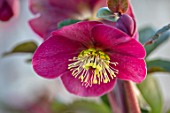 CLOSE UP OF HELLEBORUS ( RODNEY DAVEY MARBLED GROUP ) FROSTKISS CHARMER, FLOWERS, FLOWERING, SPRING, WINTER, HELLEBORES, PINK, PURPLE