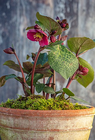 CLOSE_UP_OF_HELLEBORUS__RODNEY_DAVEY_MARBLED_GROUP__FROSTKISS_CHARMER_IN_TERRACOTTA_CONTAINER_FLOWER