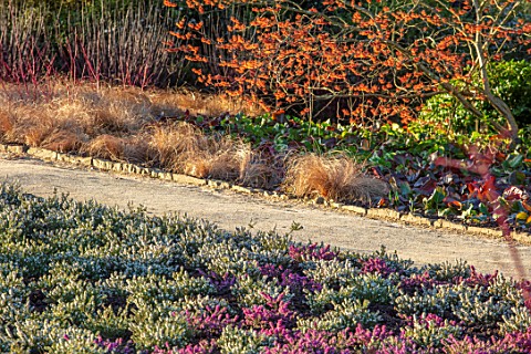 WAKEHURST_SUSSEX_THE_WINTER_GARDEN_JANUARY__PATH_WHITE_AND_PURPLE_HEATHER_CAREX_BRONZE_FORM_WITCH_HA