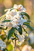 WAKEHURST, SUSSEX: THE WINTER GARDEN, JANUARY - CLOSE UP OF WHITE FLOWERS OF DAPHNE BHOLUA WHITE FORM. SCENTED, FRAGRANT, SHRUBS, SNOW