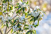 WAKEHURST, SUSSEX: THE WINTER GARDEN, JANUARY - CLOSE UP OF WHITE FLOWERS OF DAPHNE BHOLUA WHITE FORM. SCENTED, FRAGRANT, SHRUBS, SNOW