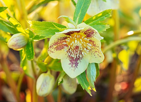 MORTON_HALL_WORCESTERSHIRE__CLOSE_UP_PLANT_PORTRAIT_OF_PINK_AND_YELLOW_FLOWERS_OF_HELLEBORE_PERENNIA