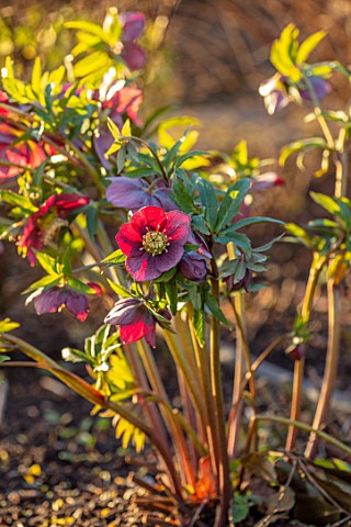 MORTON_HALL_WORCESTERSHIRE__CLOSE_UP_PLANT_PORTRAIT_OF_PINK_RED_FLOWERS_OF_HELLEBORE_PERENNIALS
