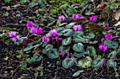 MORTON HALL, WORCESTERSHIRE - CLOSE UP PLANT PORTRAIT OF PINK, FLOWERS OF CYCLAMEN COUM, BULBS, WOODLAND, SHADE, SHADY