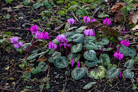MORTON_HALL_WORCESTERSHIRE__CLOSE_UP_PLANT_PORTRAIT_OF_PINK_FLOWERS_OF_CYCLAMEN_COUM_BULBS_WOODLAND_