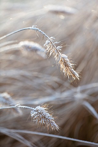 THE_OLD_RECTORY_QUINTON_NORTHAMPTONSHIRE_DESIGNER_ANOUSHKA_FEILER_PLANT_PORTRAIT_OF_FROSTY_SEED_HEAD