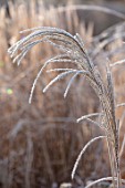 THE OLD RECTORY, QUINTON, NORTHAMPTONSHIRE: DESIGNER ANOUSHKA FEILER: PLANT PORTRAIT OF FROSTY SEED HEADS OF MISCANTHUS SINENSIS GRACILLIMUS
