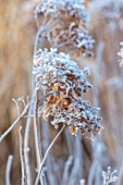THE OLD RECTORY, QUINTON, NORTHAMPTONSHIRE: DESIGNER ANOUSHKA FEILER: PLANT PORTRAIT OF FROSTY SEED HEADS OF HYDRANGEA