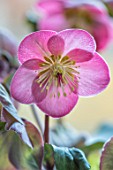 PLANT PORTRAIT OF PALE PINK FLOWERS OF HELLEBORE - HELLEBORUS RODNEY DAVEY MARBLED GROUP HYBRID CHERYLS SHINE. FLOWERING, PERENNIALS, LATE WINTER