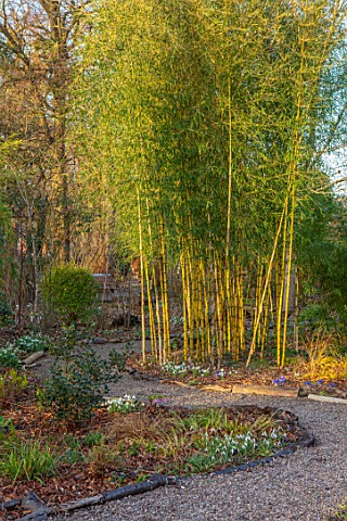THE_PICTON_GARDEN_AND_OLD_COURT_NURSERIES_WORCESTERSHIRE_PATH_BAMBOOS_CHUSQUEA_GIGANTEA_YELLOW_GREEN